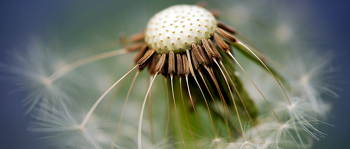 Photo par formulaire PxHere